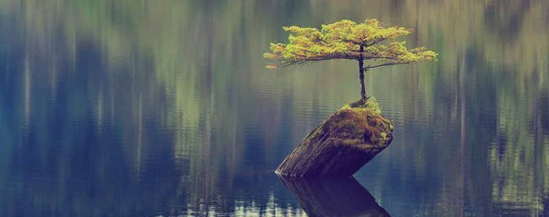 Serenity Tree