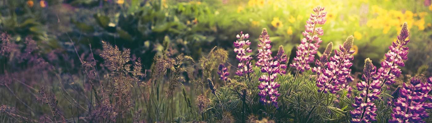 Purple wildflowers in meadow